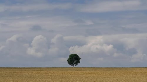 Einsamer Baum auf dem Feld