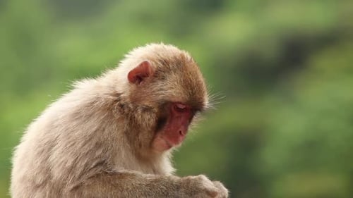 Macaco japonés (mono de nieve)