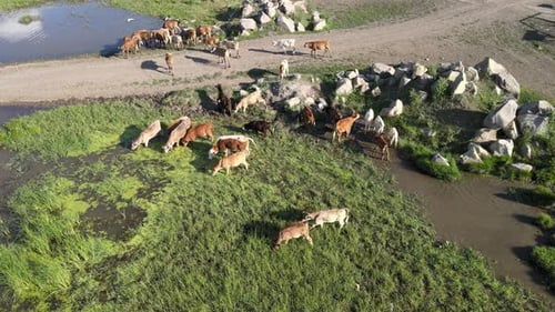 Cattle Grazing in Lush Rural Landscape Aerial