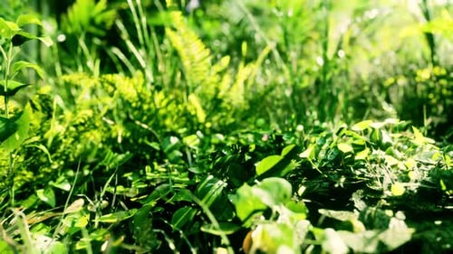 Nahaufnahme Tropische Natur Grüne Blätter und Gras