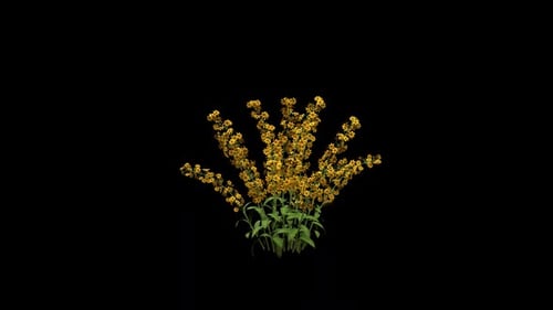 Crescimento de flores de delfínio