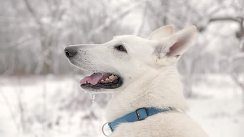 Spectacular Slow Motion Close-Up Of White Swiss Shepherd Dog