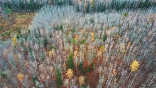 Autumn Trees Forest Landscape Aerial Shot, With Coniferous Wood Olden Foliage