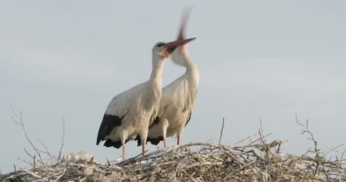 White Storks Standing Tall in Nest