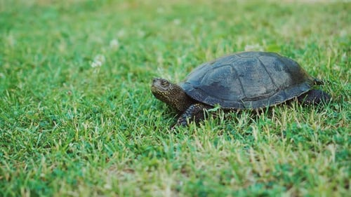 Schildkröte kriecht auf dem Boden zwischen der Pflanze