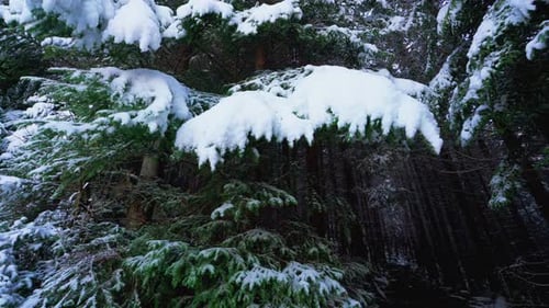 Winter Forest with Snow Covered Trees and Pathway