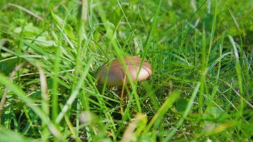 Mushroom Growing Among Green Grass Under Bright Sunlight