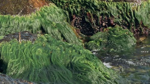 Stones with Green Moss and Brown Seaweed