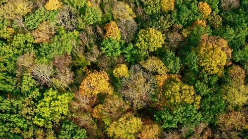 Aerial View of Autumn Forest with Colorful Trees