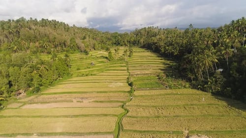 Tropical Landscape with Agricultural Land in Indonesia