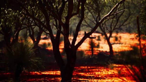 Artistic Desert Trees with Glowing Red Ground Cinematic Pan