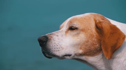 Muzzle of a Stray Dog Close-up. Wild White with a Red Lonely Dog Looks Into the Distance