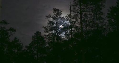 Night Mysterious Panoramic Landscape in Cold Tones - Silhouettes of the Spruce Forest Under the Full