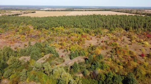 Plain Fields Trees From a Bird's Eye View