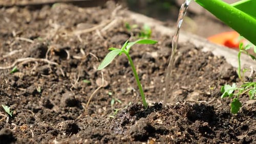 Macro Slow Motion of Watering Small Vegetable Sprouts Planted in Soil