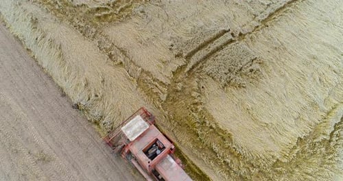 Harvesting. Combine Harvester Harvesting Wheat