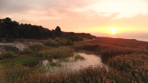 AERIAL: Slowly Flying Backwards Over the Field of Reeds during Sunset
