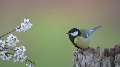 Great tit Parus major in the wild