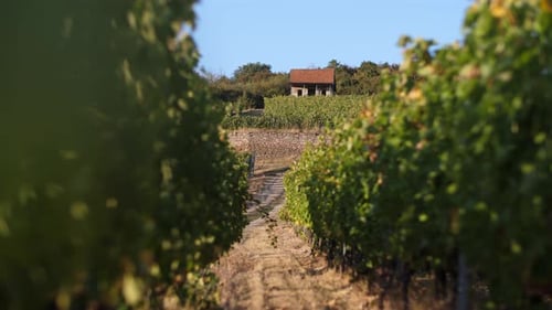 Wonderful Winery