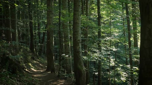 Sunny Pine Forest