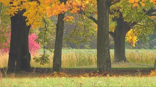 Otoño y parque