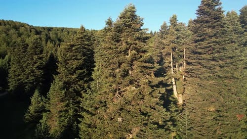 Luftpinienwald