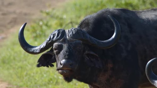 Afrikanischer Kapbüffel, Nahaufnahme, Vollbild, Zeitlupe, wilde Tiere kauen und in die Kamera schauen. Kr