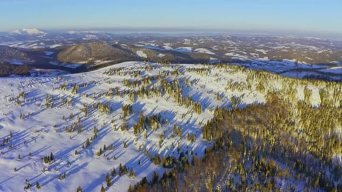 High Snowy Mountain Covered with Evergreen Fir Trees on a Sunny Cold Day