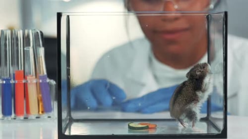 Hamster in Lab Enclosure Observed by Scientist