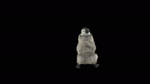 Penguin Dancing 4K