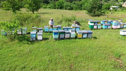 Apiary in the countryside. Apiarist examining bees near beehives.
