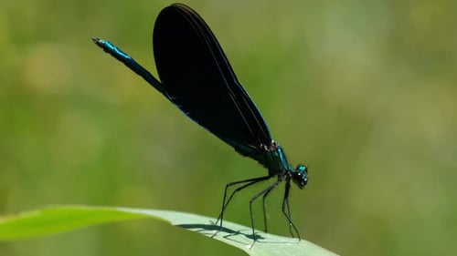 Primer plano de caballito del diablo, hermosa damisela (Calopteryx virgo)