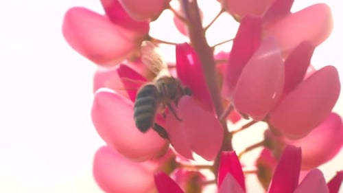 Bee Pollinating Pink Spring Flower in Close-Up
