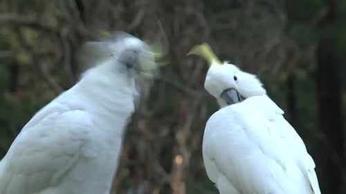 Des cacatoès mignons dans les chaînes de Dandenong