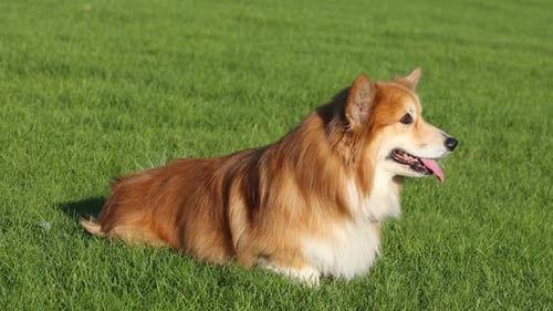 Dog Lying in Green Grass, Summer Day