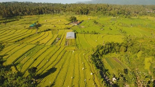 Paisaje: arrozal, terraza, campo
