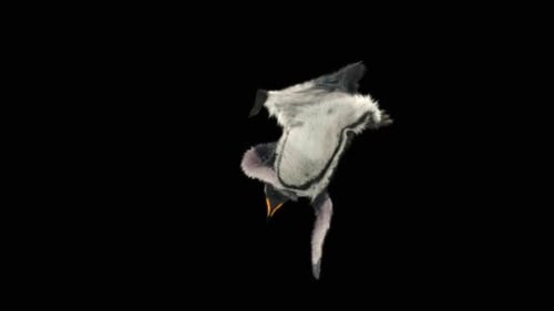 Penguin Dancing HD