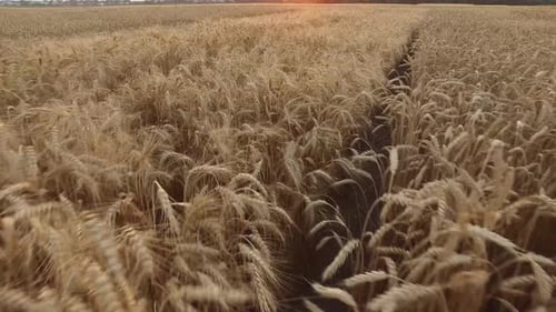 Aerial View of Golden Wheat Field at Sunset
