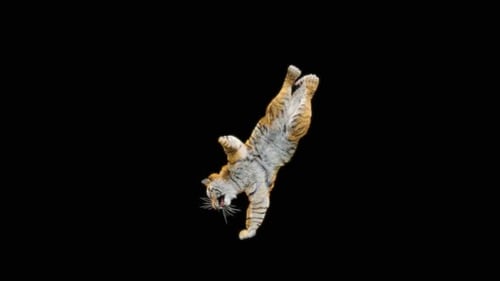 Tiger-Tanz HD