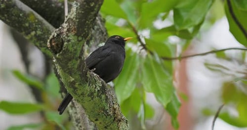 Common Blackbird or Turdus Merula Perched on Tree
