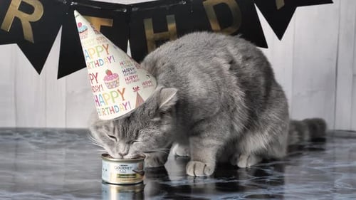 Gray Cat Celebrates Birthday, Eating Gourmet Food