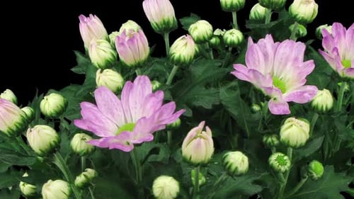 Blooming Lavender Chrysanthemums Time Lapse on Black Background