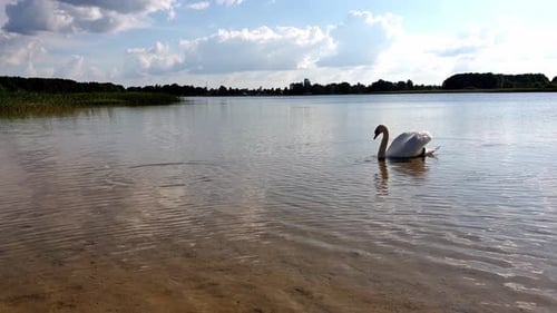 Swan on the Lake Slow Motion