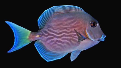 Fish