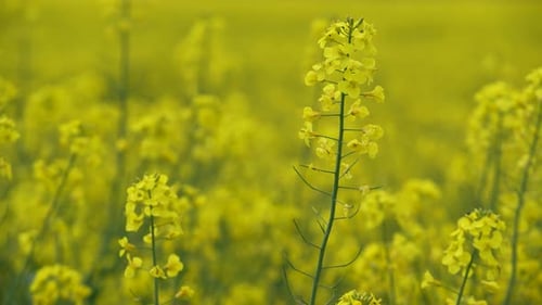 Fleurs de colza jaunes 05