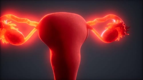 3D Medical Animation of Glowing Female Reproductive System