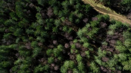 Wald von oben