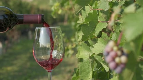 Rotwein gießt in Weinglas in Weinbergen mit Weintrauben in Langhe, Piemont Italien