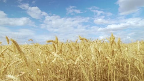 The Field Wheat Against the Blue Sky, Spikelets of Wheat with Grain Shakes Wind, Grain Harvest