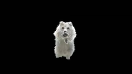 183 Bear StandingMagic Attack HD
